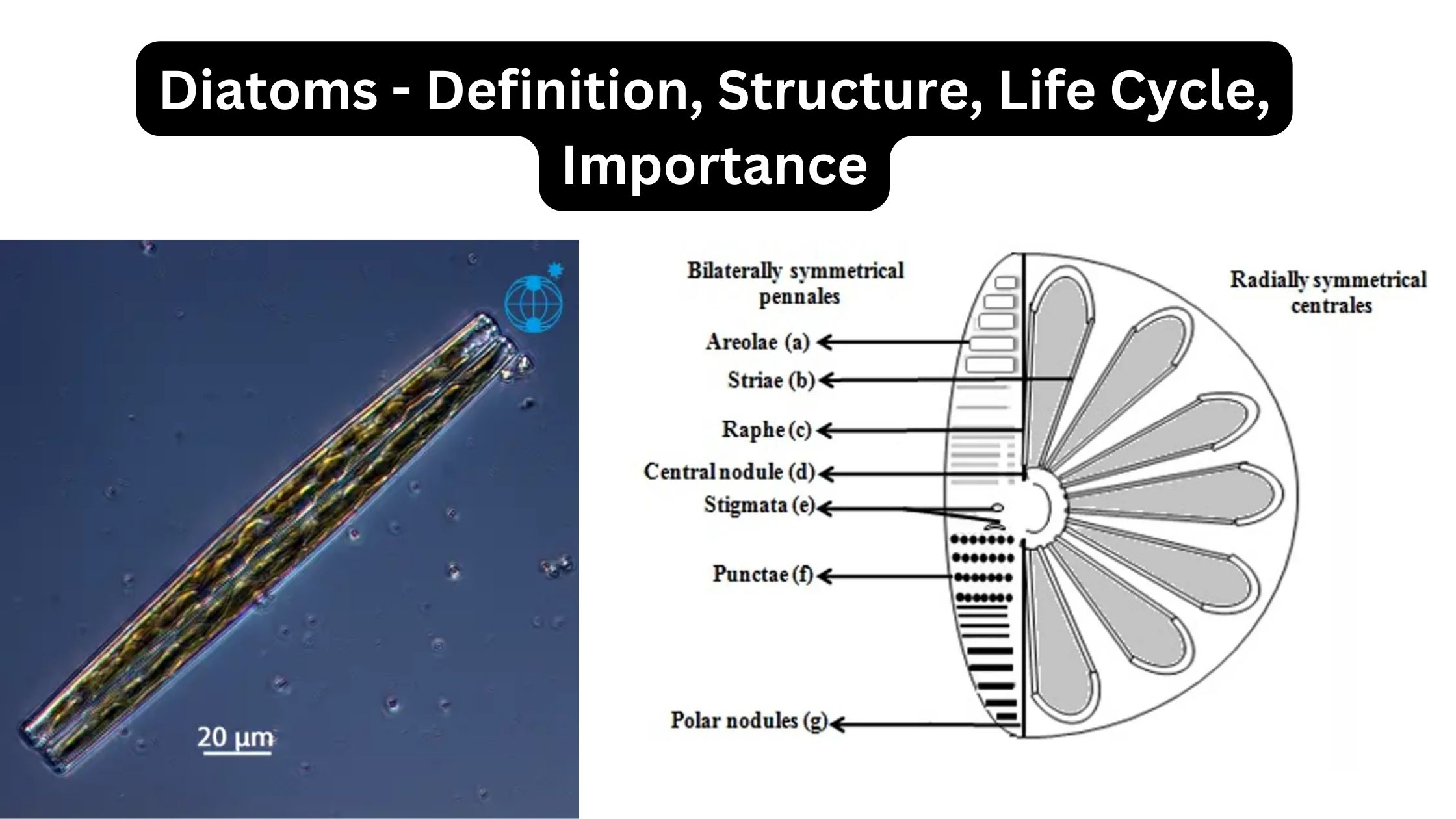 Diatoms - Definition, Structure, Life Cycle, Importance