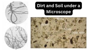 Dirt and Soil under a Microscope