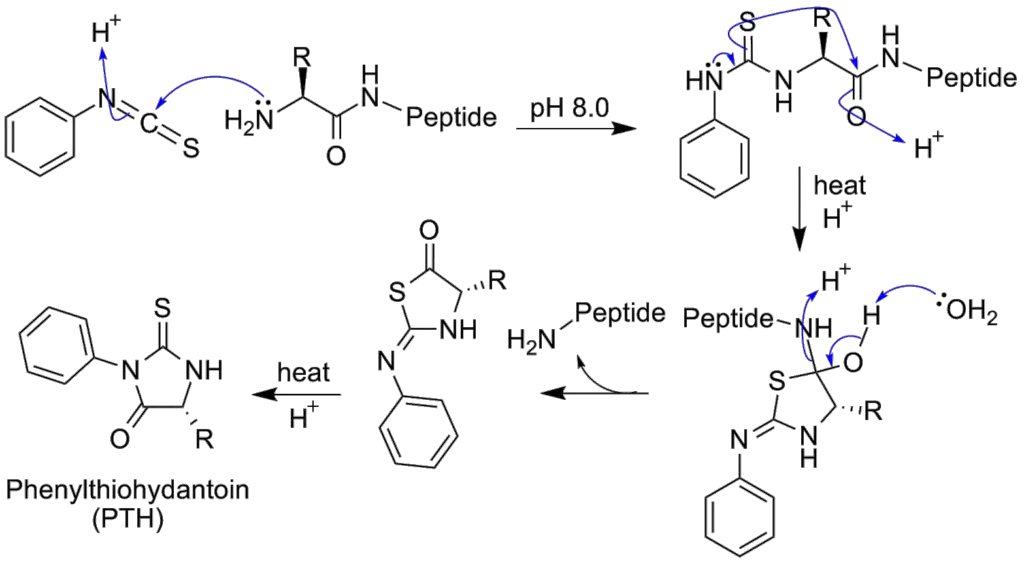 Hydrolysis of a peptide bond