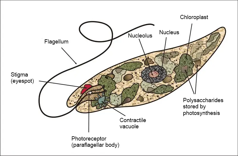 Structure and Anatomy of Euglena 