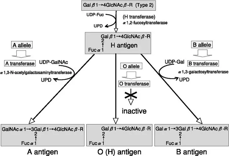 biosynthesis of A, B, and O antigens