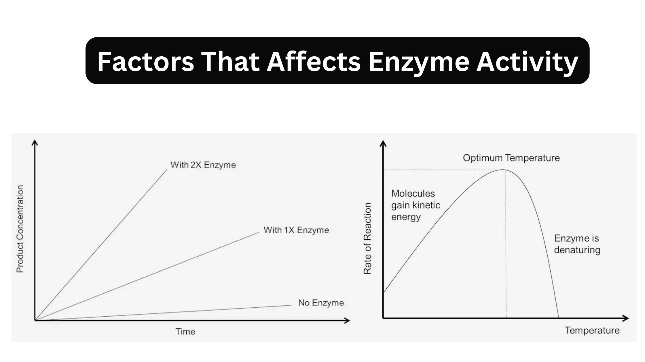 Factors That Affects Enzyme Activity