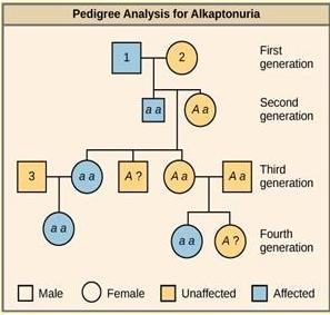 Pedigree of a human family with the recessive genetic disease alkaptonuria.