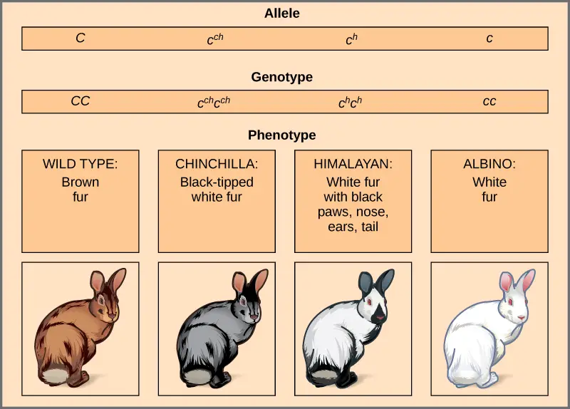 Four different alleles exist for the rabbit coat color (C) gene.