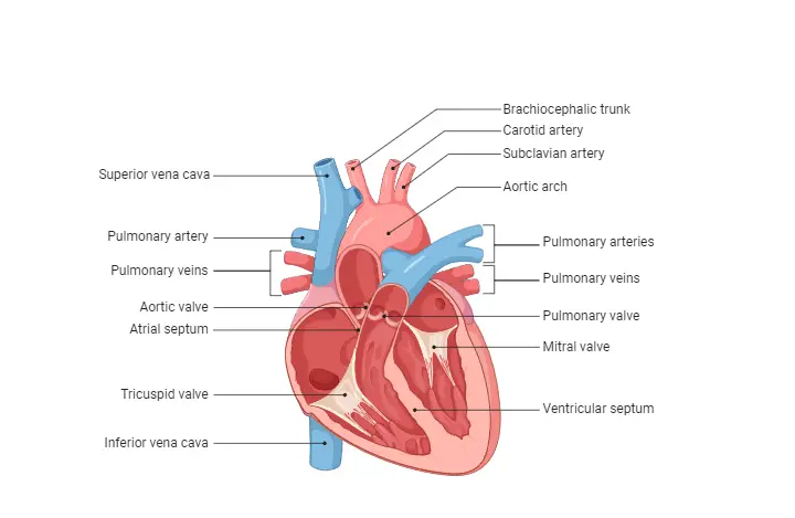 Human Circulatory Circuit