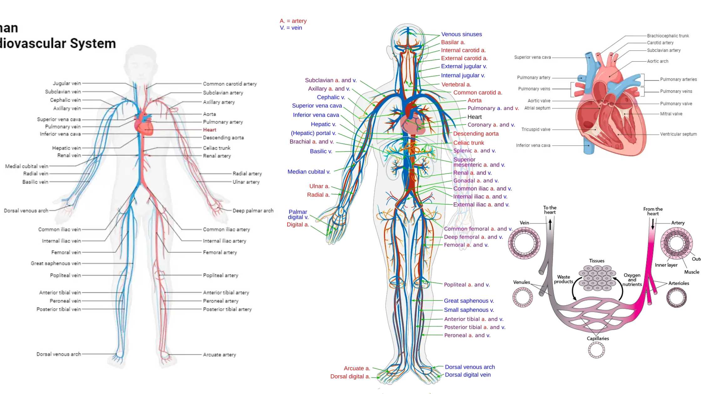 Human Circulatory System - Definition, Structure, Organs, Functions