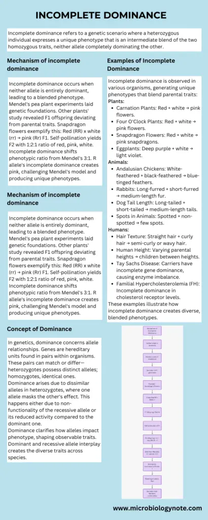 Incomplete Dominance Infograph