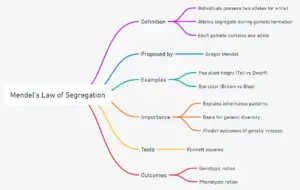 Mendel’s Law of Segregation Mindmap
