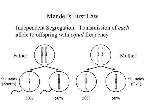 Mendel’s Law of Segregation 