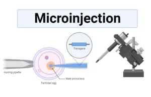 Microinjection - Definition, Types, Principle, Steps Applications