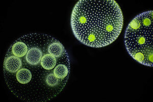 Volvox is a genus of multicellular green algae.