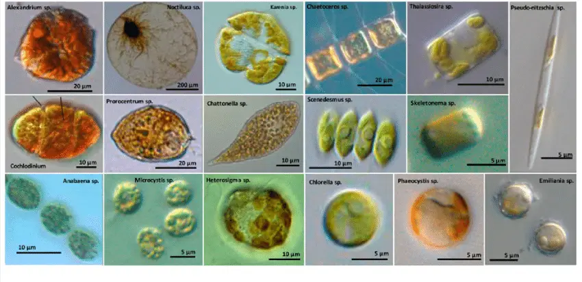 Optical microscope images of common species of bloom forming algae in fresh and marine environments 