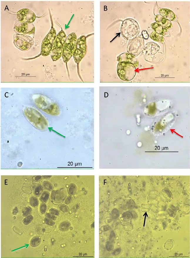 Representative images from microscopic observations of algae after 30 min exposure to simulated sunlight without (A, C, E) and with 25 mg L -1 nano-TiO 2 (B, D, F). Organisms pictured are 
