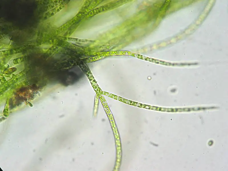 Stigeoclonium, a chlorophyte green alga genus

