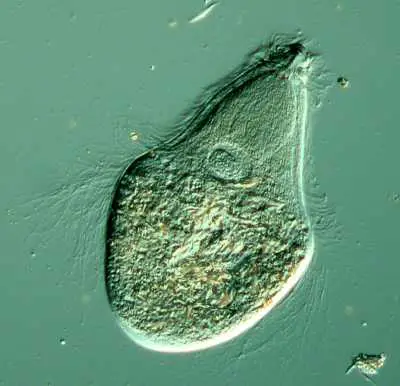 Trichonympha campanula