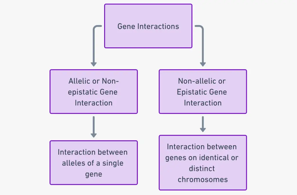 Types of Gene Interaction