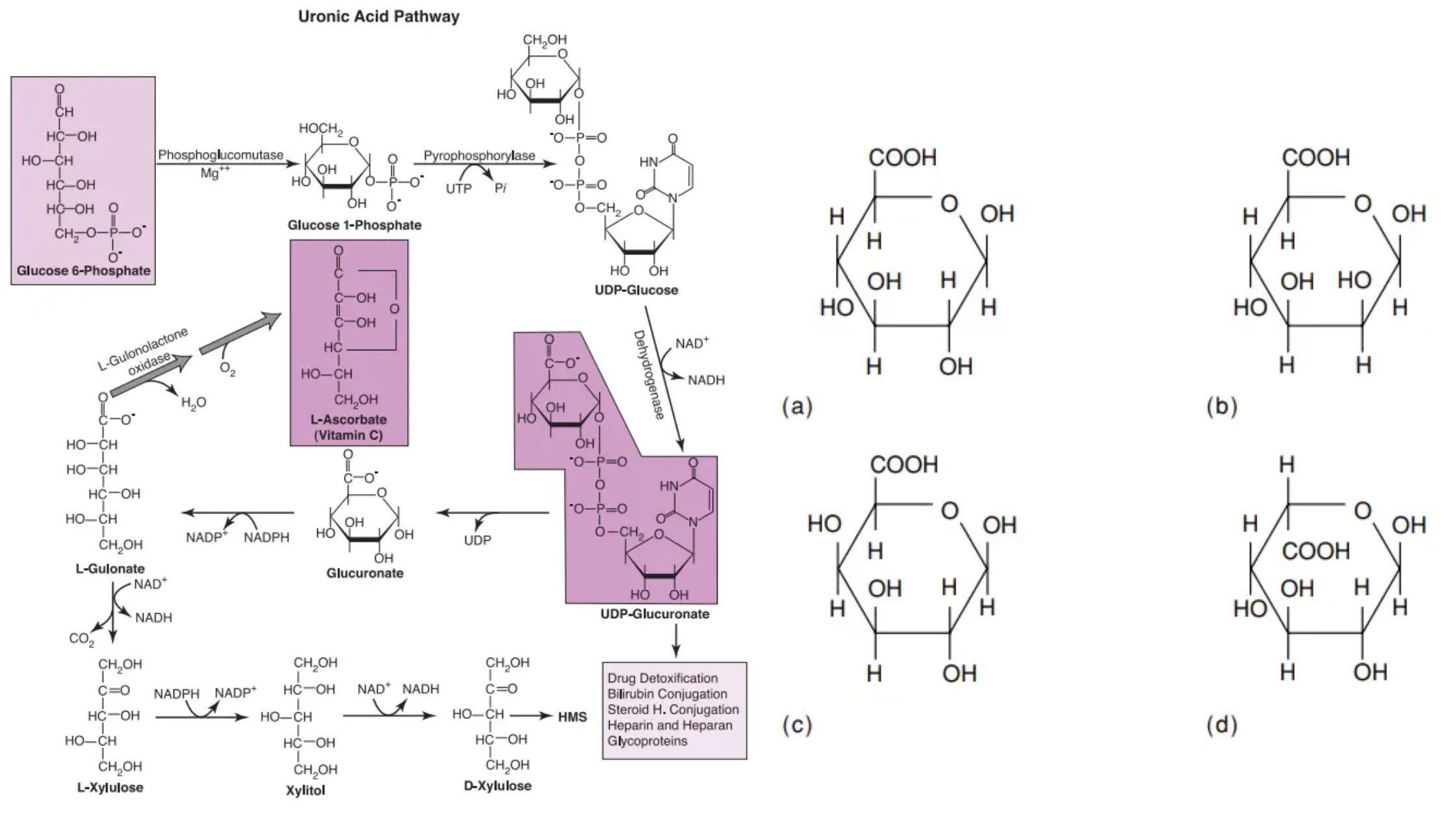 Uronic Acid Pathway - Definition, Enzymes, Steps, Importance