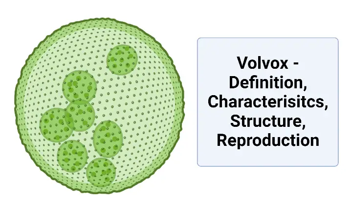 Volvox - Definition, Characterisitcs, Structure, Reproduction