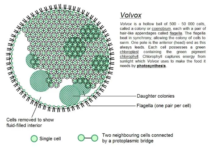 Labled Diagram of Volvox