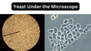 Yeast Under the Microscope