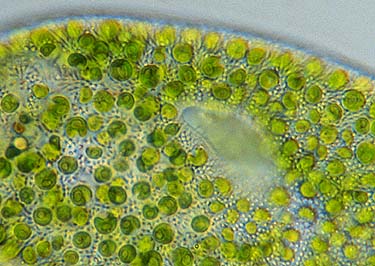 The close up of this green Paramecium bursaria, a ciliate, shows the individual cells of Chlorella