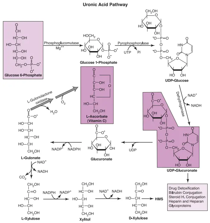 Steps of the Uronic Acid Pathway