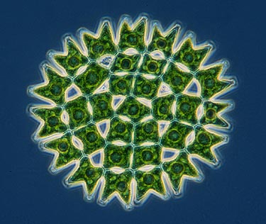 Pediastrum, a flat colony of green algae
