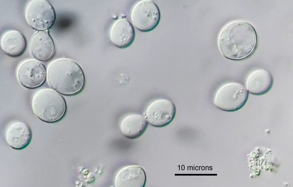 Yeast cells Saccharomyces cerevisiae by Differential Interference Microscopy (DIC) 400X