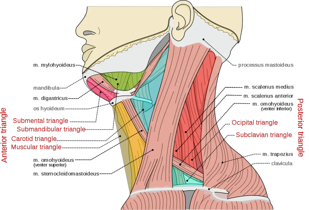 anterior and posterior triangles of the neck.