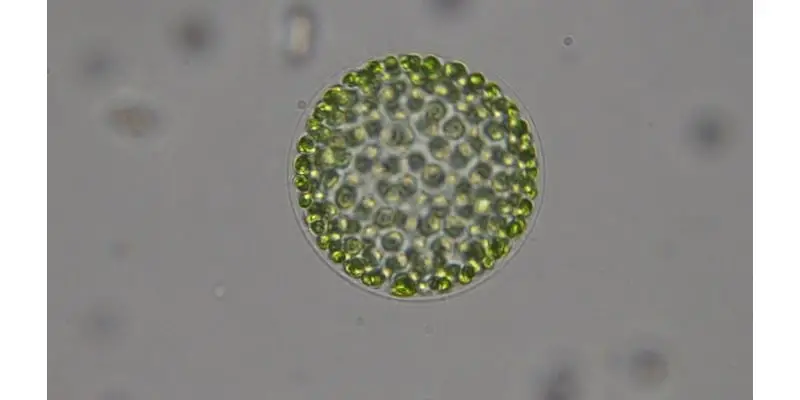 Observation of Volvox Under Microscope 