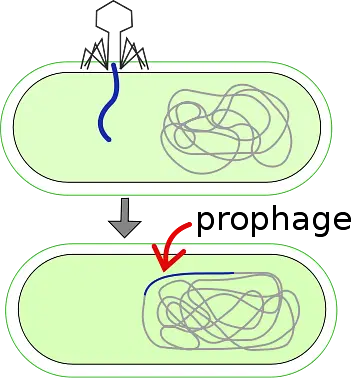 Lysogenic Cycle

