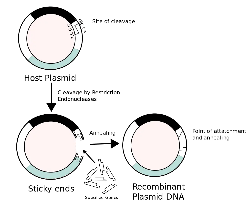 Construction of recombinant DNA