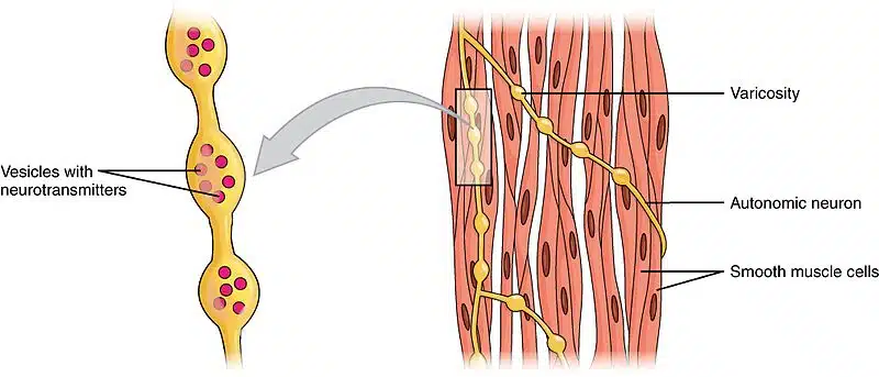 Diagram of smooth muscle innervation