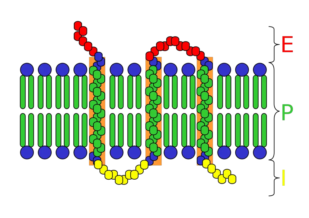Transmembrane receptor: E=extracellular space; I=intracellular space; P=plasma membrane