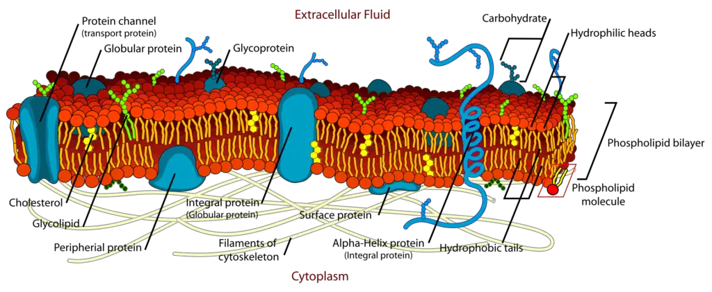 Detailed diagram of lipid bilayer of cell membrane
