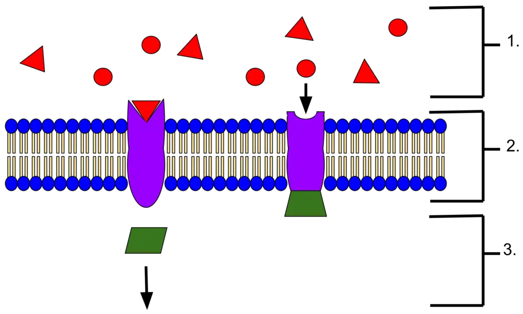 An example of membrane receptors.
