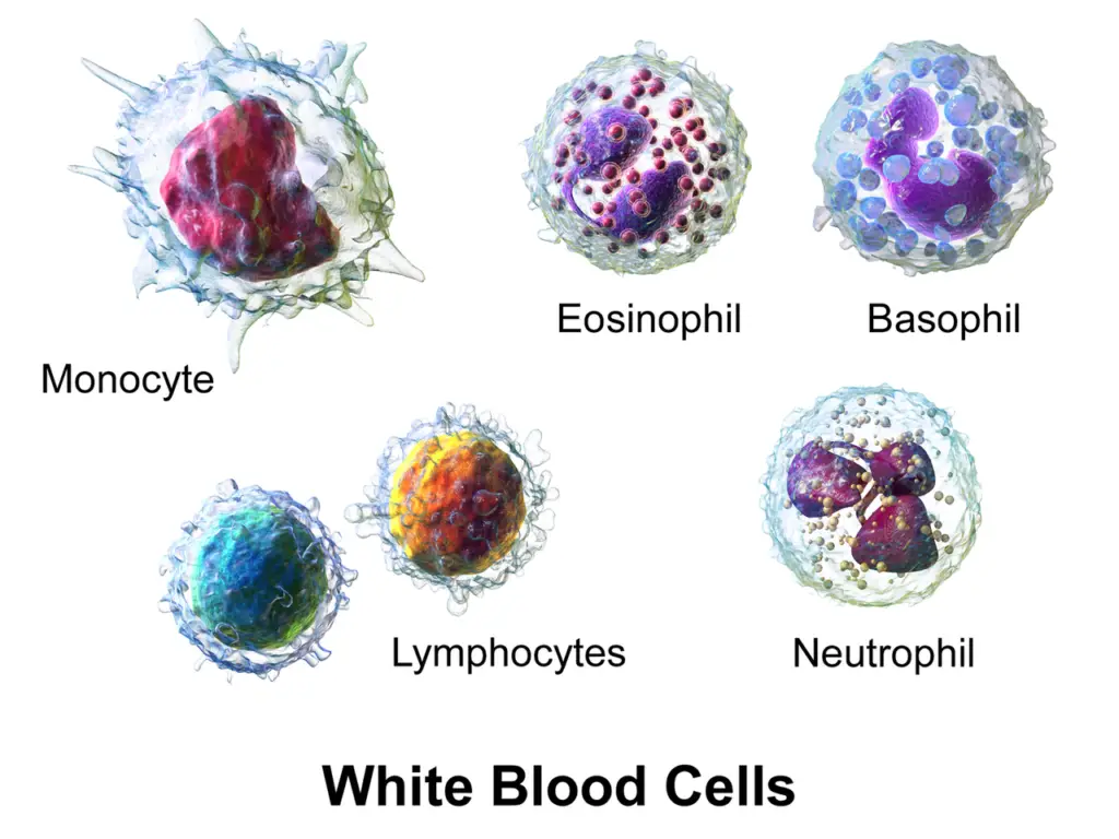 3D rendering of various types of white blood cells
