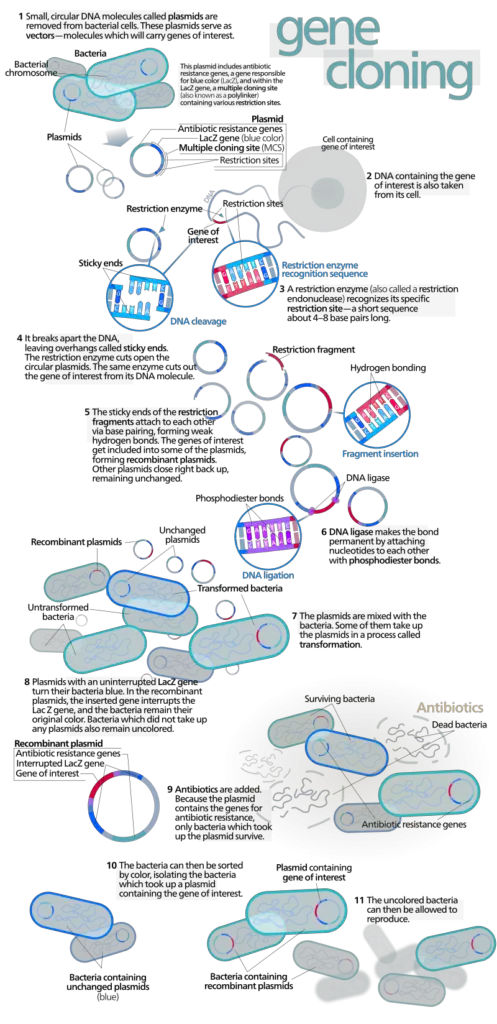 Poster of the gene cloning process with bacteria and plasmids.
