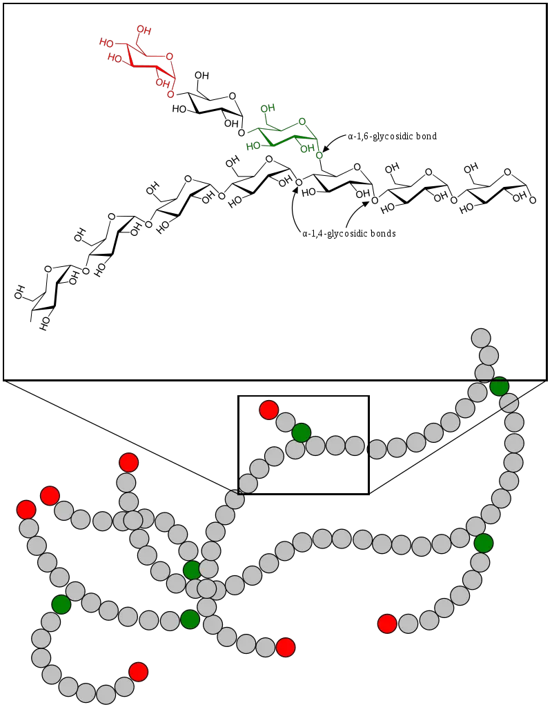 α(1→4)-glycosidic and α(1→6)-glycosidic linkages in the glycogen oligomer