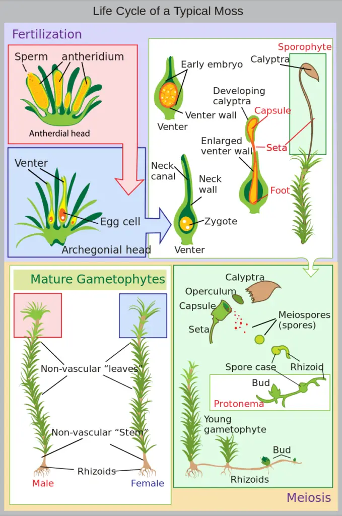 Life cycle of a typical moss (Polytrichum commune)
