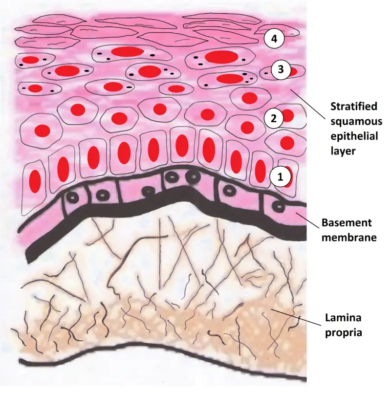 Schematic illustration of oral mucosa layers