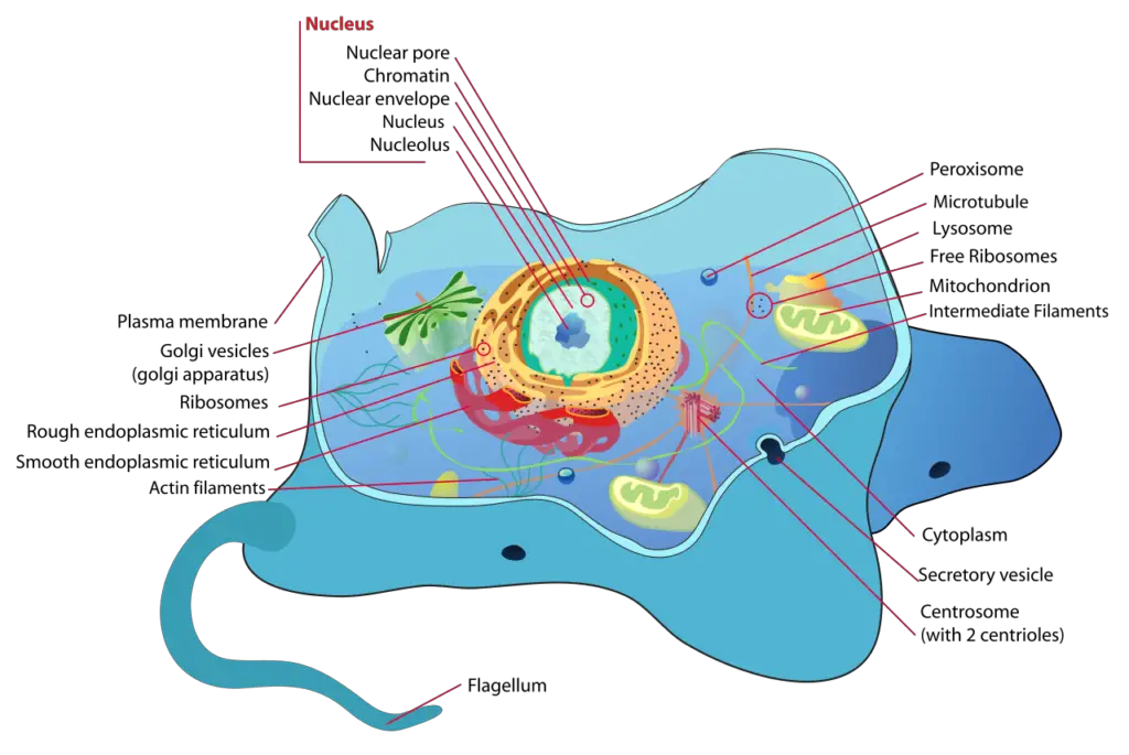Structure of a typical animal cell
