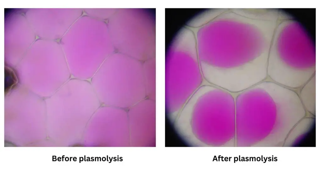 Before plasmolysis (top) and after (bottom)
