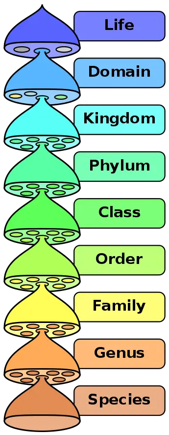 Overview of the Taxonomic Hierarchy
