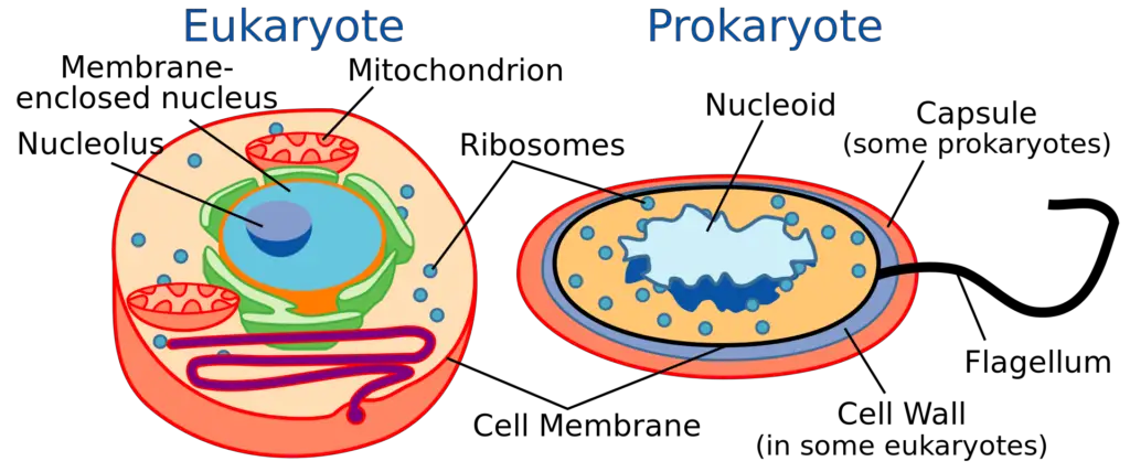 Comparison of eukaryotes vs. prokaryotes