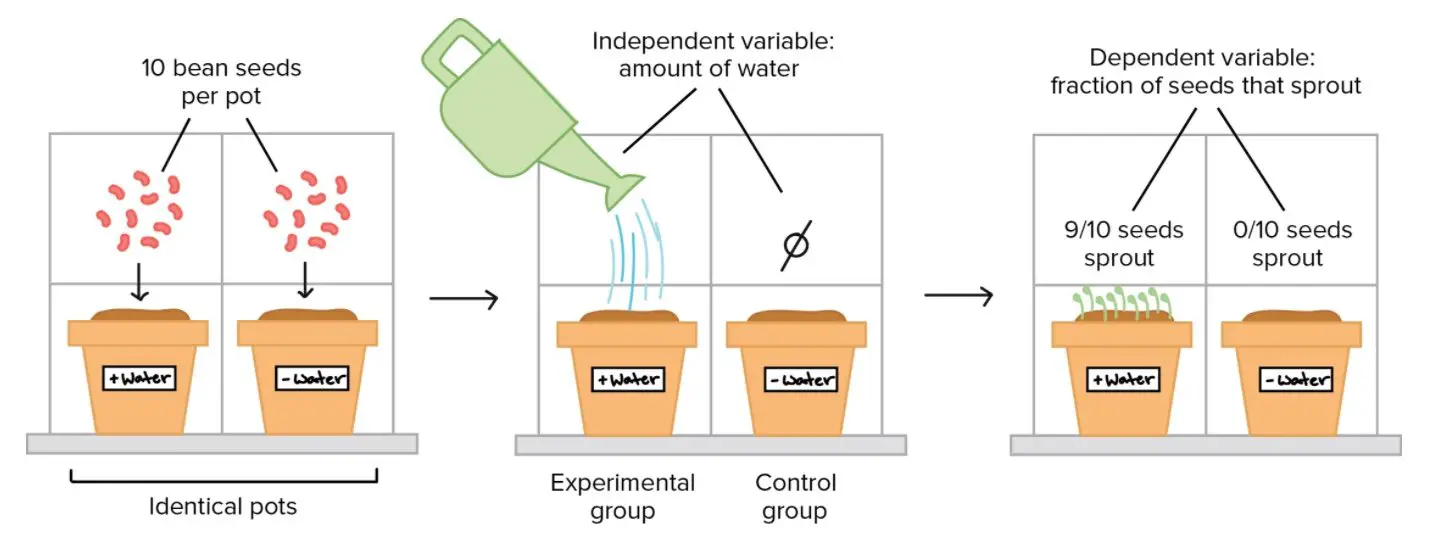 Controlled Experiment - Definition, Process, Importance, Examples