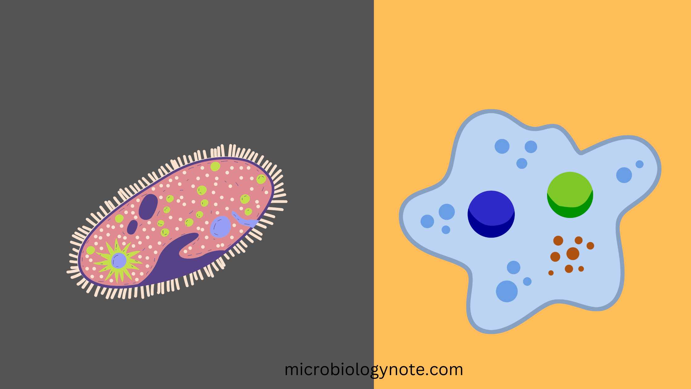 Difference Between Multicellular and Unicellular Organisms