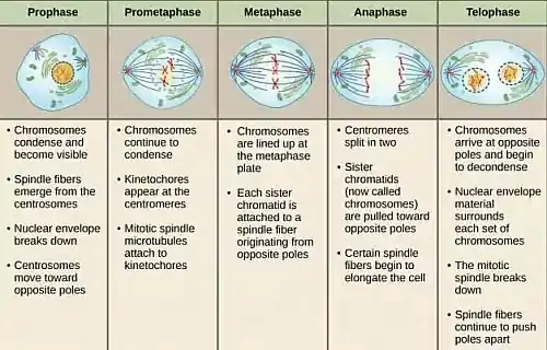 Differences between different phases of mitosis and how they contrast with telophase.