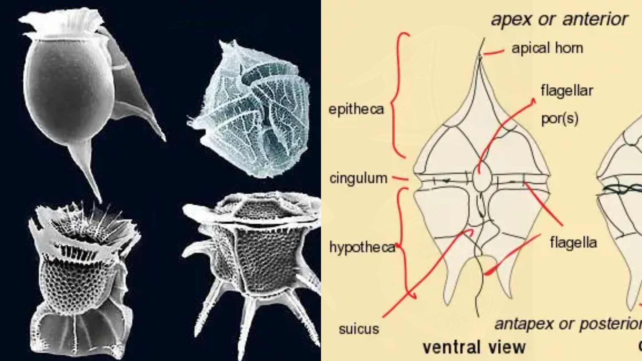 Dinoflagellate - Definition, Structure, Reproduction, Importance, Examples