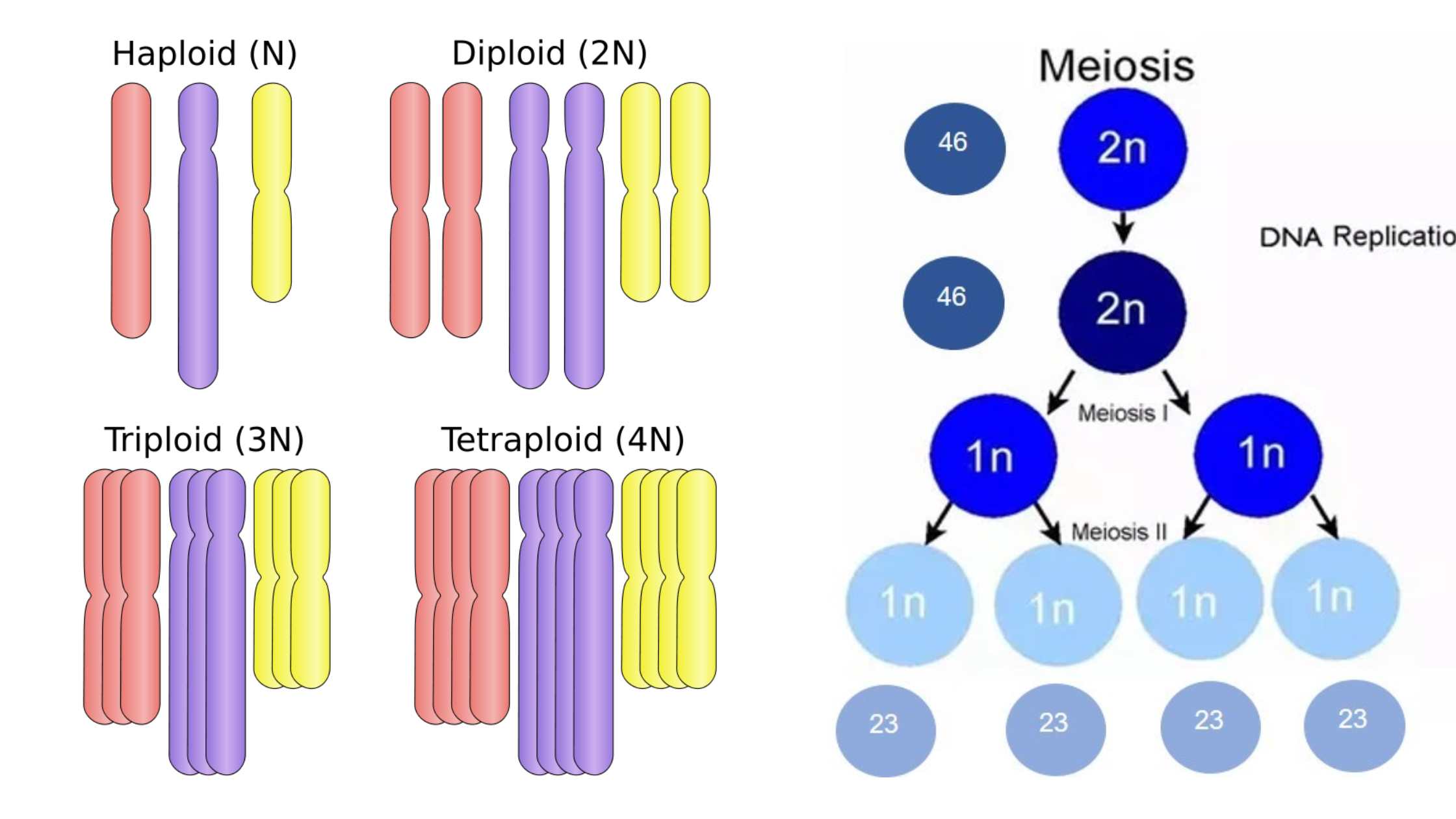 Diploid - Definition, Importance, Examples